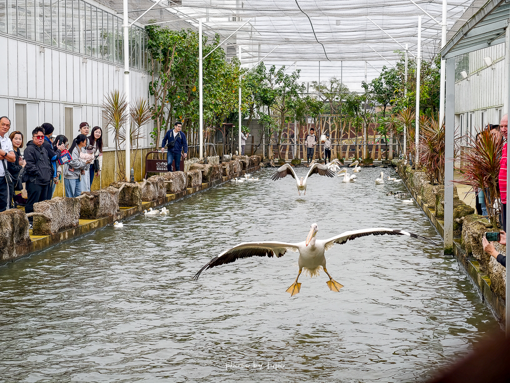 宜蘭雨天親子景點｜2026 蘭陽動植物王國攻略，最新茶杯豬互動，超過 20 種動物互動餵食、動物老師解說＋門票一次整理