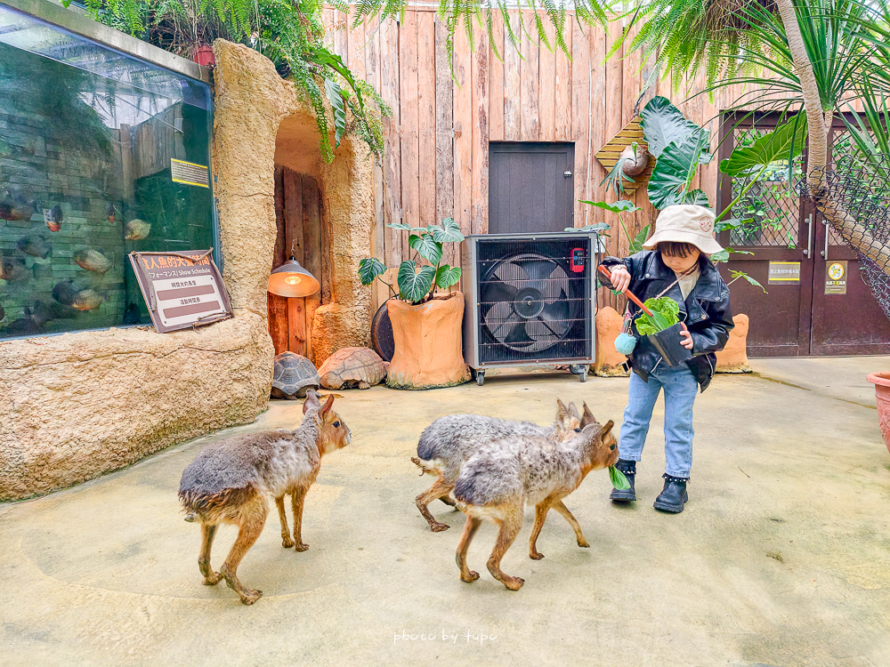 宜蘭雨天親子景點｜2026 蘭陽動植物王國攻略，最新茶杯豬互動，超過 20 種動物互動餵食、動物老師解說＋門票一次整理