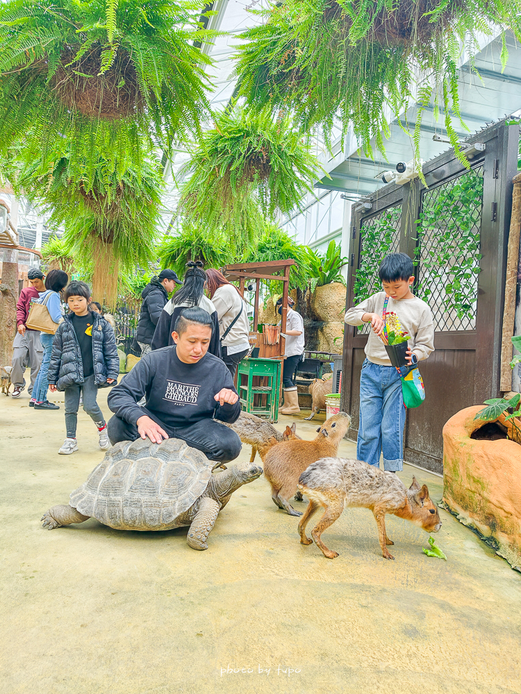 宜蘭雨天親子景點｜2026 蘭陽動植物王國攻略，最新茶杯豬互動，超過 20 種動物互動餵食、動物老師解說＋門票一次整理