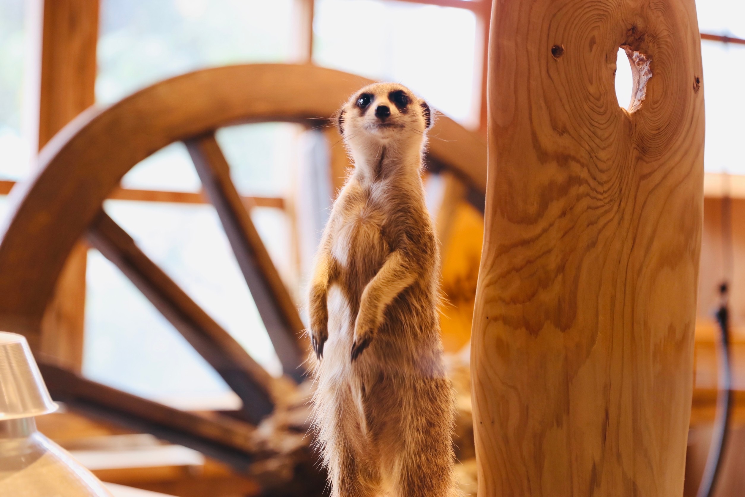 2026 宜蘭親子住宿推薦｜香格里拉農場住宿優惠，免費升等百萬景觀房＋必住亮點一次整理