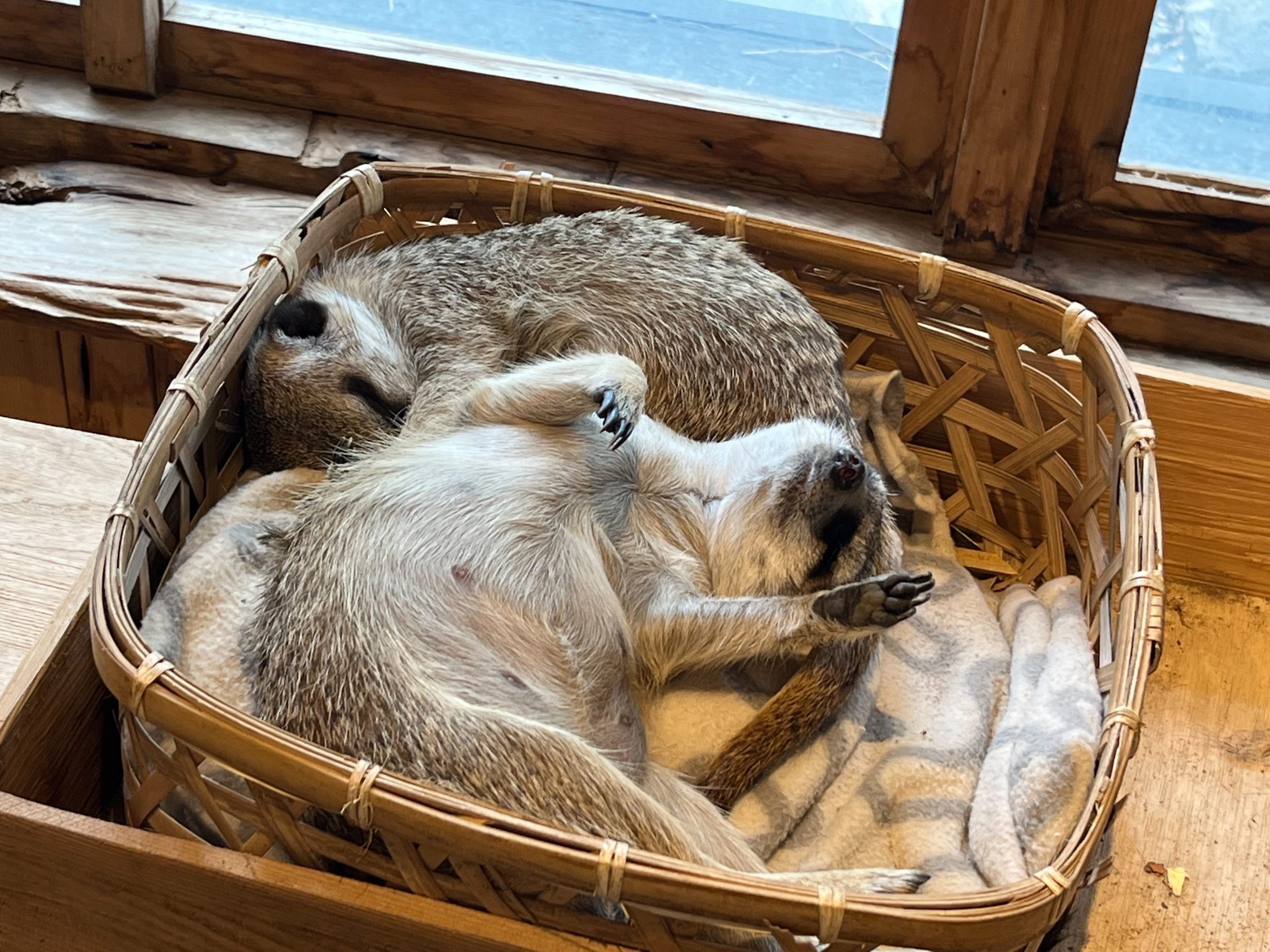 2026 宜蘭親子住宿推薦|香格里拉農場住宿優惠,免費升等百萬景觀房+必住亮點一次整理 2026 宜蘭親子住宿推薦|香格里拉農場住宿優惠,免費升等百萬景觀房+必住亮點一次整理