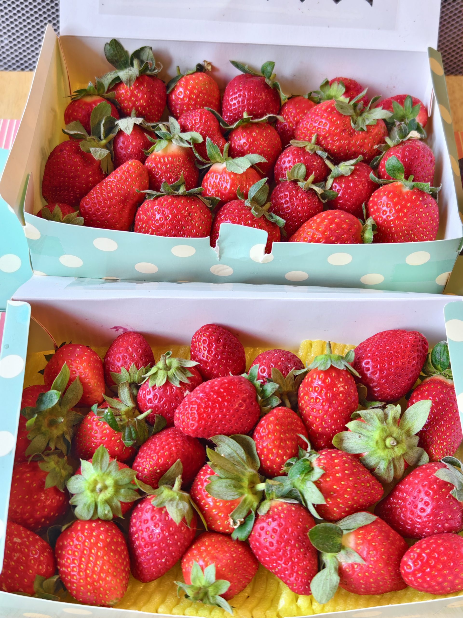 2026彰化親子景點｜樂採果溫室農場開園！必吃控窯烤雞烤地瓜，農夫體驗挖地瓜採草莓、10項設施必玩！