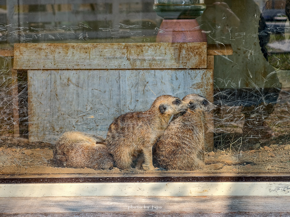 2026台中麗寶最狂首團!最新動物園、麗寶飯店、麗寶賽車旅店任你選,贈樂園門票、小孩免費入住 2026台中麗寶最狂首團!最新動物園、麗寶飯店、麗寶賽車旅店任你選,贈樂園門票、小孩免費入住