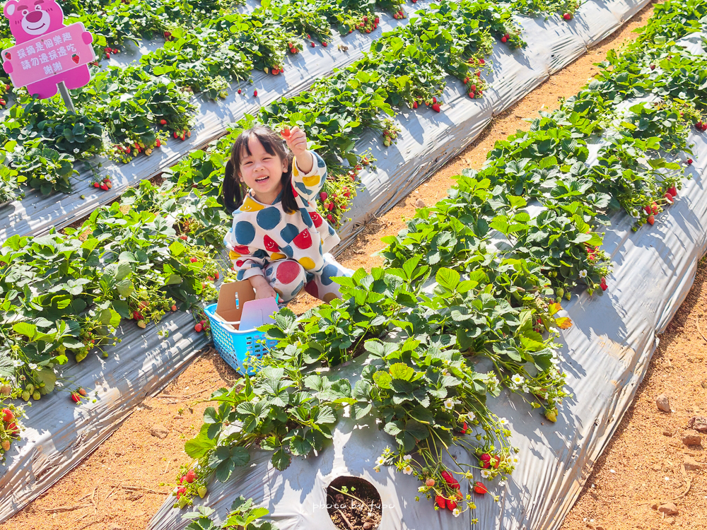 苗栗豪華露營推薦｜自然圈農場Glamping，一泊三食全包式親子露營攻略，包場100坪獨享空間
