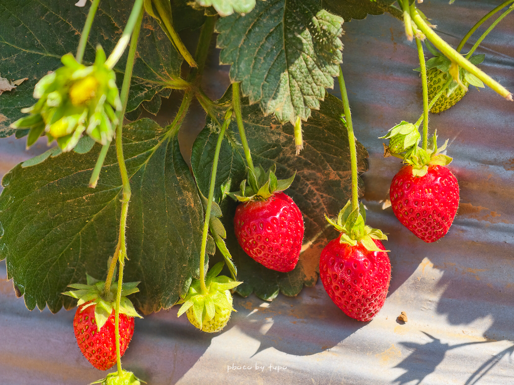 苗栗豪華露營推薦｜自然圈農場Glamping，一泊三食全包式親子露營攻略，包場100坪獨享空間