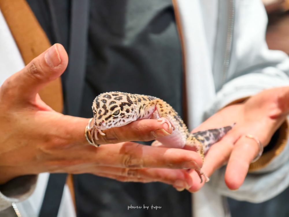 苗栗豪華露營推薦｜自然圈農場Glamping，一泊三食全包式親子露營攻略，包場100坪獨享空間