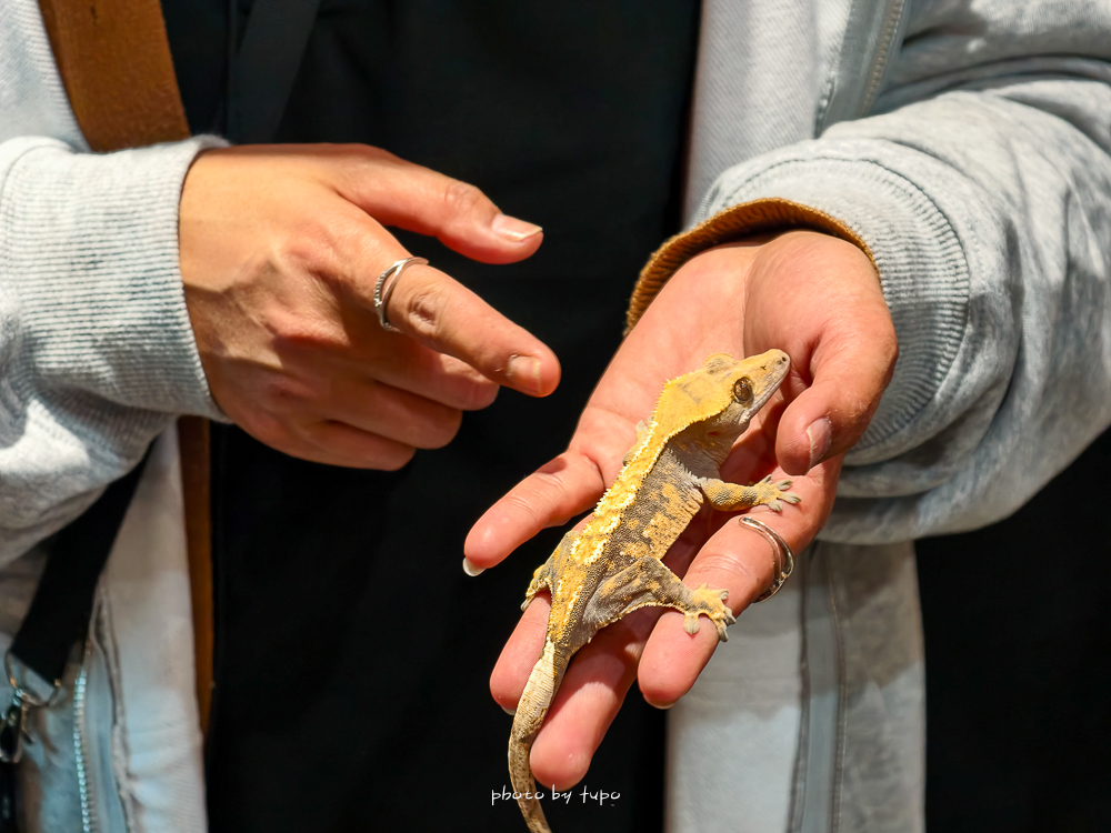 苗栗豪華露營推薦｜自然圈農場Glamping，一泊三食全包式親子露營攻略，包場100坪獨享空間