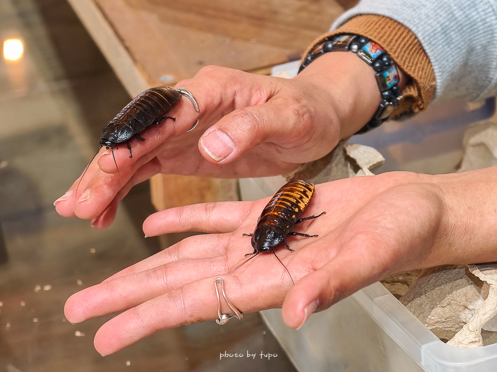 苗栗豪華露營推薦｜自然圈農場Glamping，一泊三食全包式親子露營攻略，包場100坪獨享空間