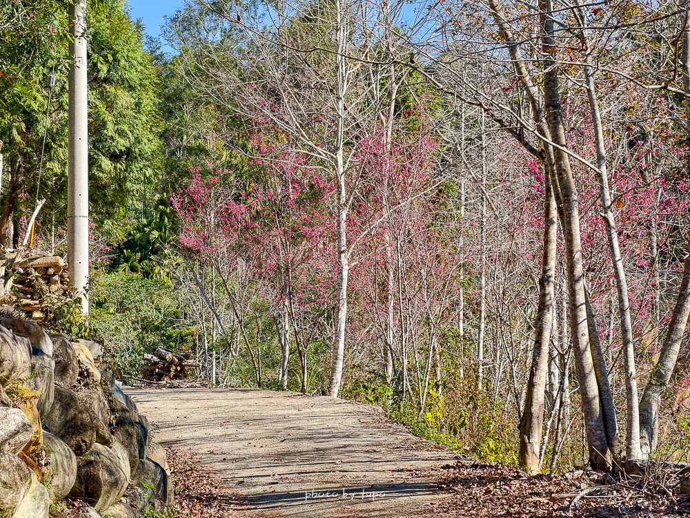 南投森林系Villa推薦｜葉子祕境 YATS 森林Villa 1.2萬坪森林秘境住宿，暑假首檔優惠升等一泊三食晚餐免費送