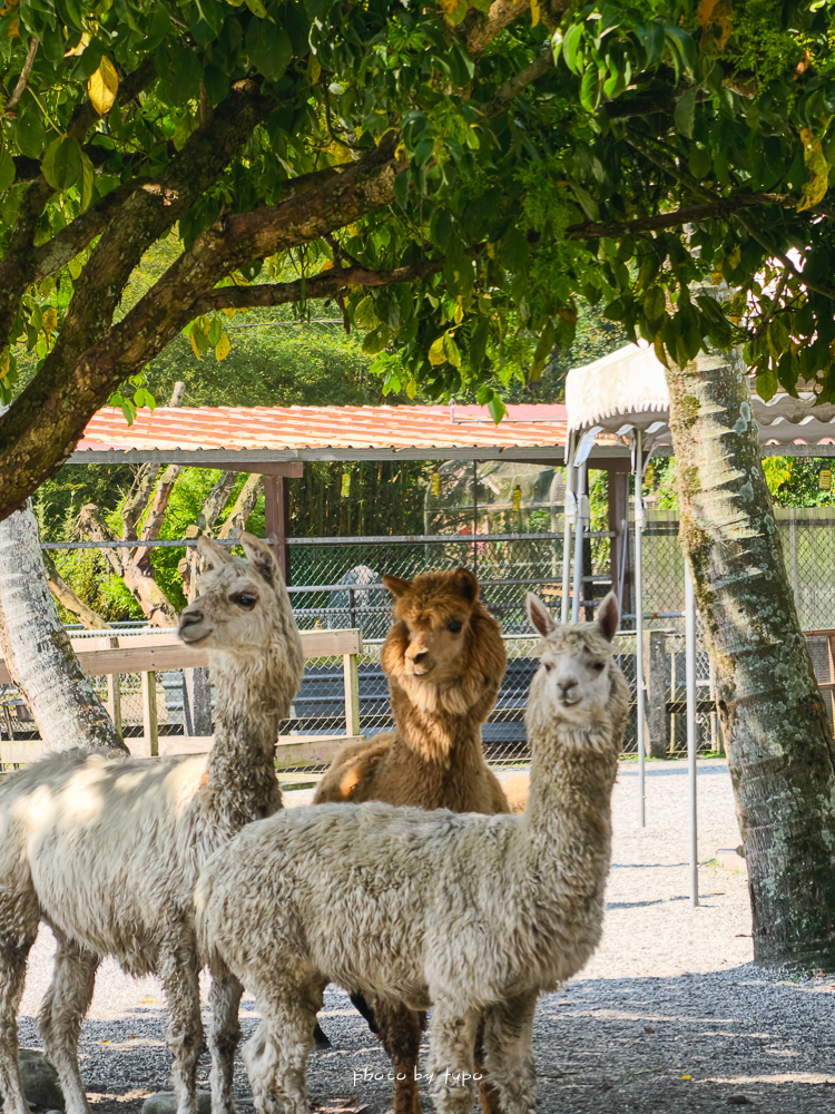 花蓮親子住宿推薦｜兆豐農場-拓村泉旅開箱，動物園區互動、電動車逛園區、溫泉一次玩（最新團購）