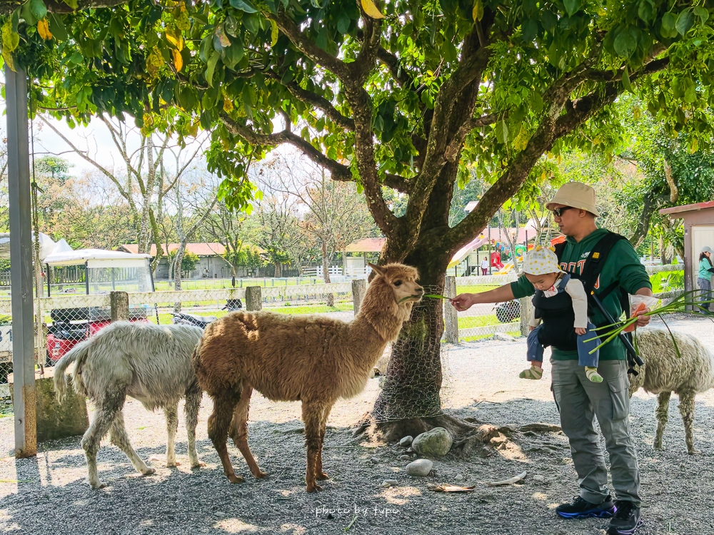 花蓮親子住宿推薦｜兆豐農場-拓村泉旅開箱，動物園區互動、電動車逛園區、溫泉一次玩（最新團購）