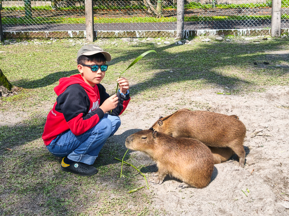 花蓮親子住宿推薦｜兆豐農場-拓村泉旅開箱，動物園區互動、電動車逛園區、溫泉一次玩（最新團購）