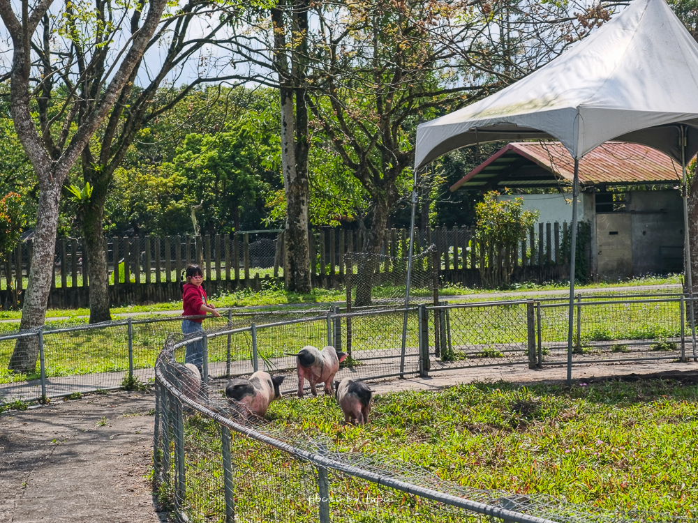 花蓮親子住宿推薦｜兆豐農場-拓村泉旅開箱，動物園區互動、電動車逛園區、溫泉一次玩（最新團購）