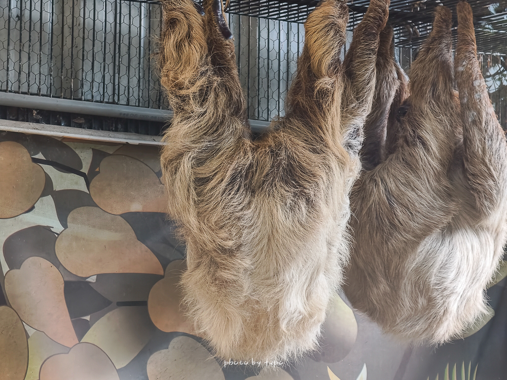 花蓮親子住宿推薦｜兆豐農場-拓村泉旅開箱，動物園區互動、電動車逛園區、溫泉一次玩（最新團購）