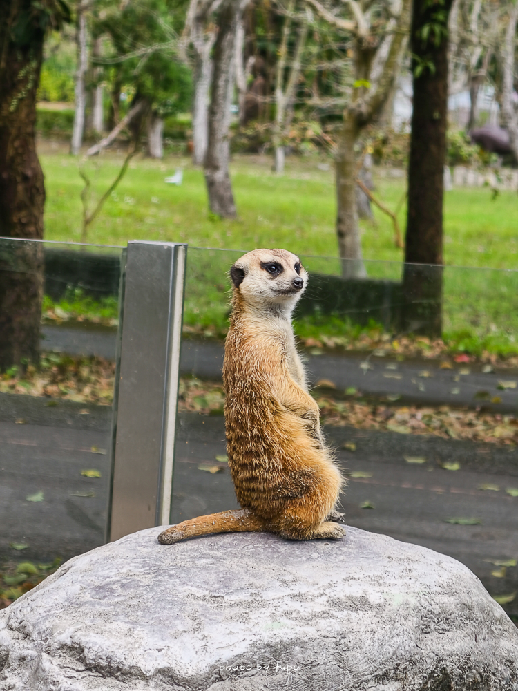 花蓮親子住宿推薦｜兆豐農場-拓村泉旅開箱，動物園區互動、電動車逛園區、溫泉一次玩（最新團購）