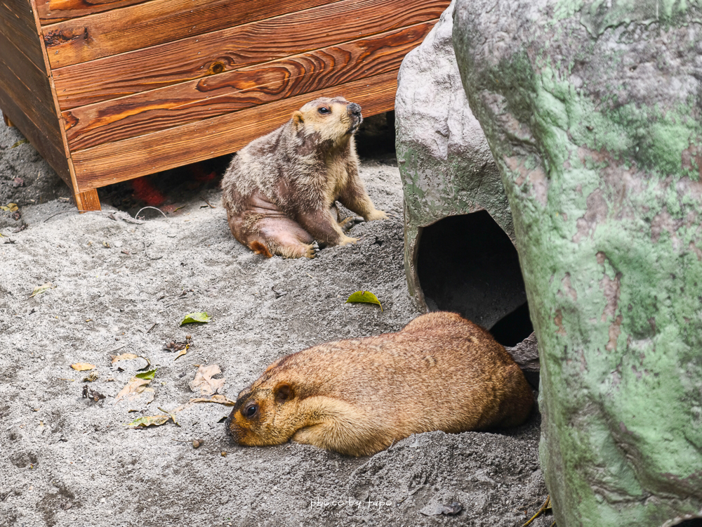 花蓮親子住宿推薦｜兆豐農場-拓村泉旅開箱，動物園區互動、電動車逛園區、溫泉一次玩（最新團購）