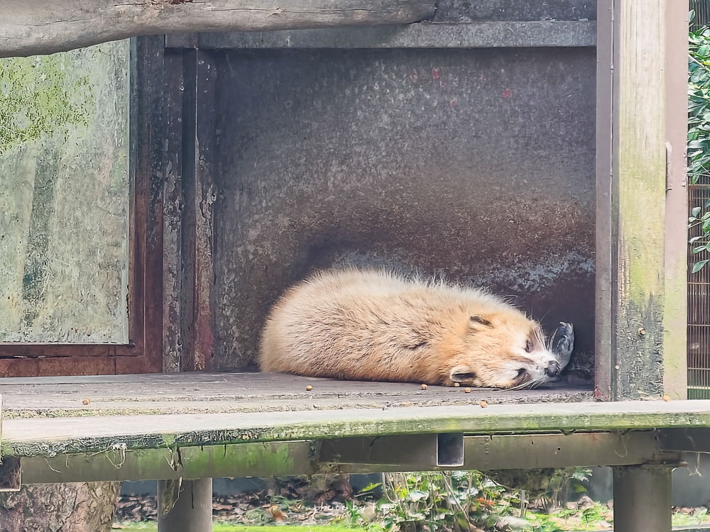 花蓮親子住宿推薦｜兆豐農場-拓村泉旅開箱，動物園區互動、電動車逛園區、溫泉一次玩（最新團購）