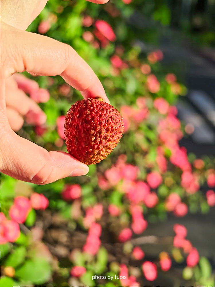高雄大樹玉荷包開箱｜蜂曹農場「皮薄爆汁系荔枝」：通過台日雙重檢驗、SGS 三重認證、產地直送只到 5/28