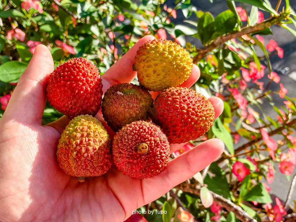高雄大樹玉荷包開箱｜蜂曹農場「皮薄爆汁系荔枝」：通過台日雙重檢驗、SGS 三重認證、產地直送只到 5/28