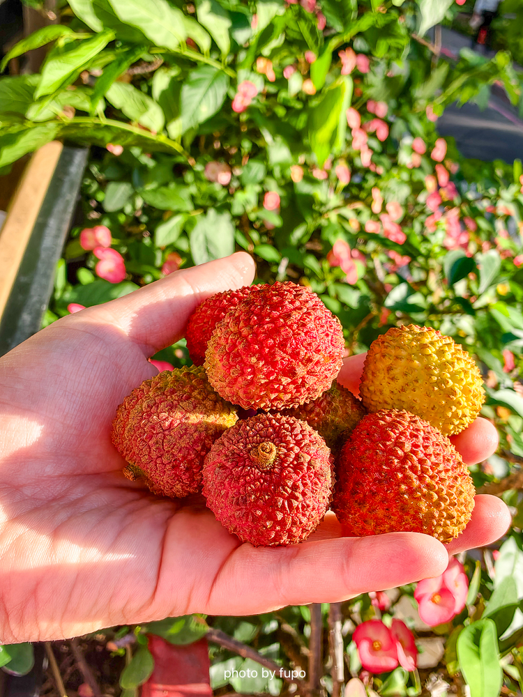 高雄大樹玉荷包開箱｜蜂曹農場「皮薄爆汁系荔枝」：通過台日雙重檢驗、SGS 三重認證、產地直送只到 5/28