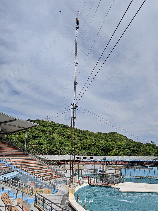 2026野柳海洋世界好玩嗎？門票、交通、表演時間，海豚生態導覽、美人魚秀、海龜池一次玩