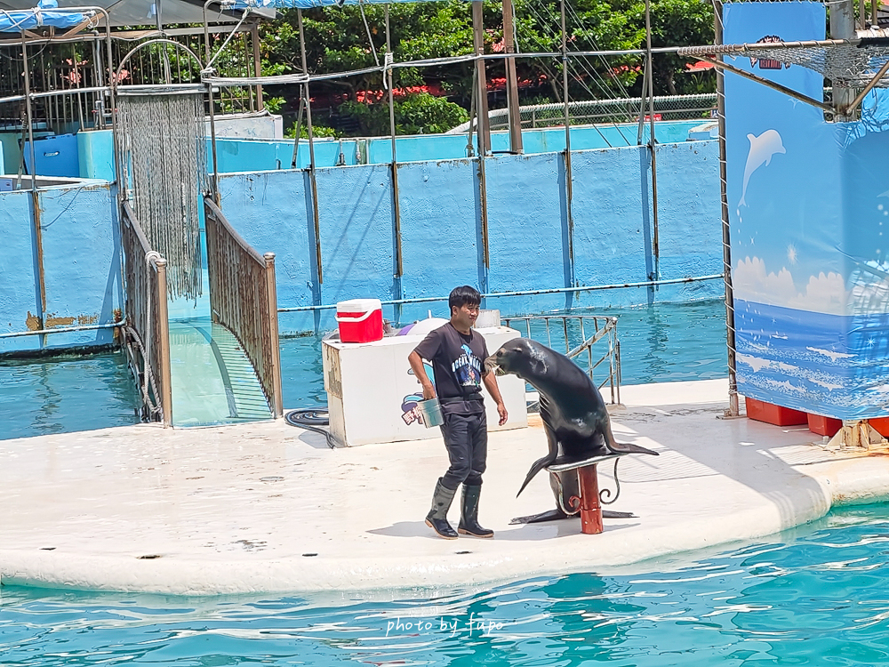 2026野柳海洋世界好玩嗎？門票、交通、表演時間，海豚生態導覽、美人魚秀、海龜池一次玩