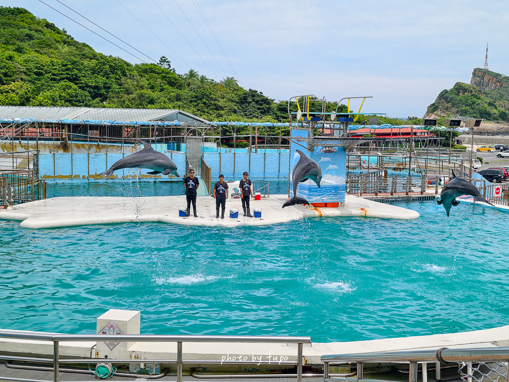 2026野柳海洋世界好玩嗎？門票、交通、表演時間，海豚生態導覽、美人魚秀、海龜池一次玩
