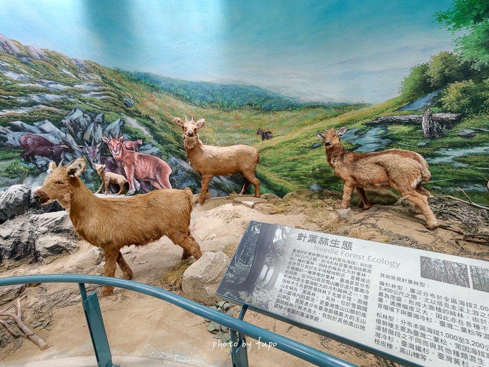2026苗栗大湖免費親子景點｜雪霸國家公園汶水遊客中心，超大山林造景、山椒魚、台灣黑熊標本、木頭溜滑梯，雨天備案一次玩